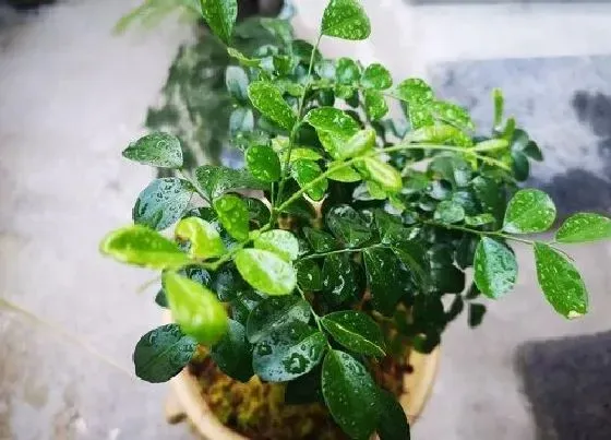 植物毒性|九里香有毒吗 可以放在室内养吗