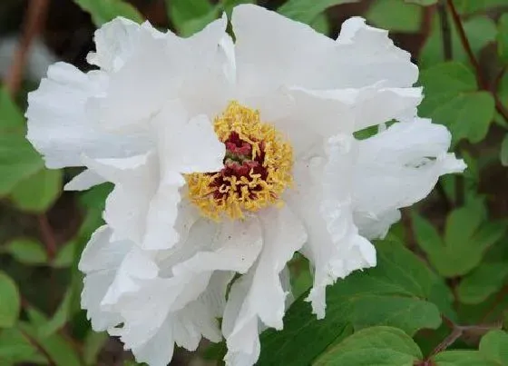 冬天植物|芍药花怎么过冬天 冬季养殖方法与要点
