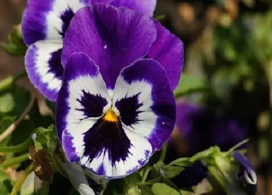 颜色花|蝴蝶花是什么颜色的