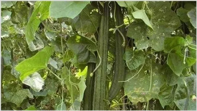 丝瓜烂蔓是什么原因？预防措施有哪些 | 植物病害