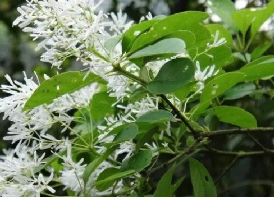 花期|香橼一年开几次花