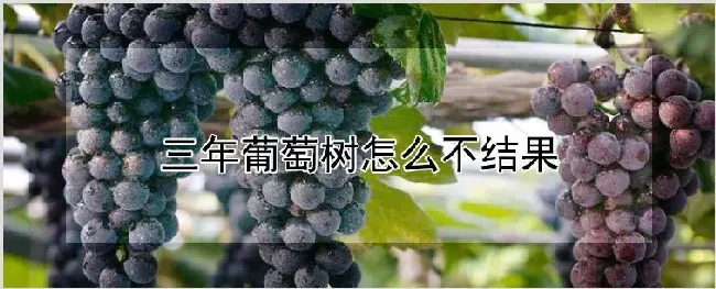三年葡萄树怎么不结果 | 耕种资料
