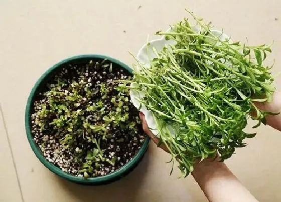 植物播种|养心菜什么时候播种