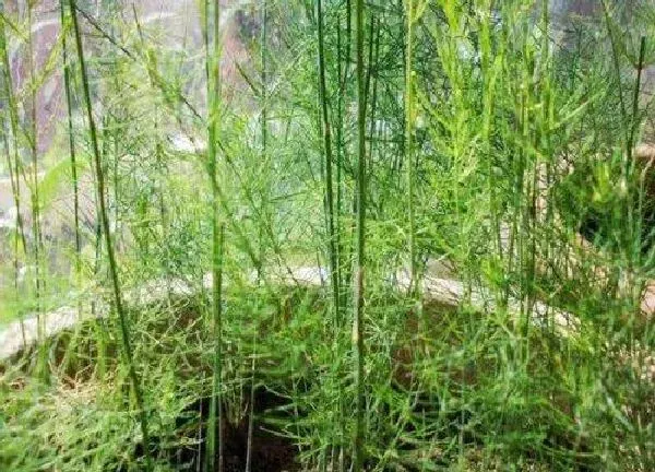 养殖科普|芦笋可以种在花盆里吗