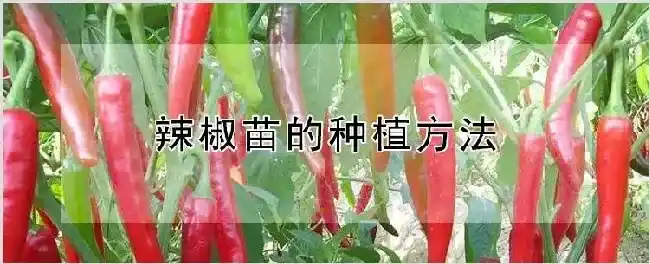 辣椒苗的种植方法 | 养殖技术