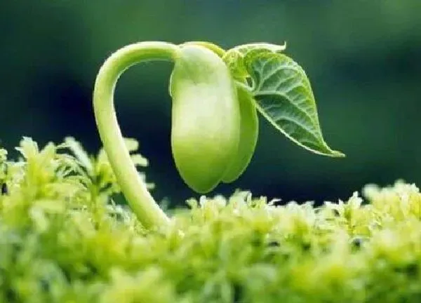 植物发芽|植物发芽的过程
