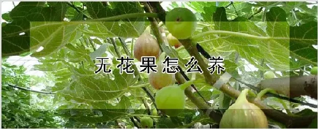 无花果怎么养 | 农业技术