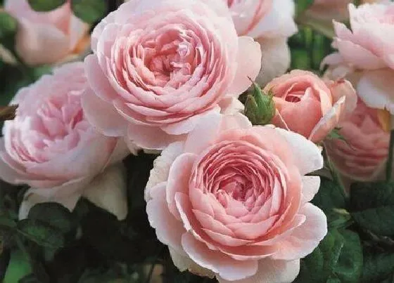 花之最|无病虫害勤花的月季品种 什么月季抗病强抗虫性好