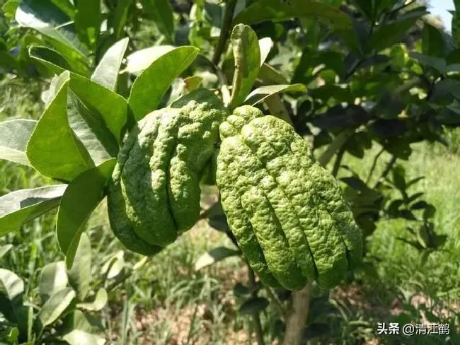 植物施肥|果树缺钙用什么肥料最适合，果树需补什么钙肥最好）