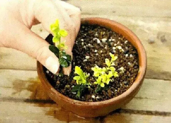 植物扦插|椒草可以扦插吗