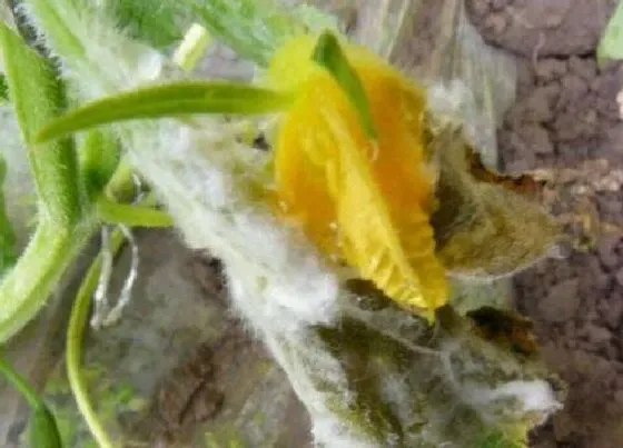 植物虫害|大棚黄瓜病虫害防治技术与方法