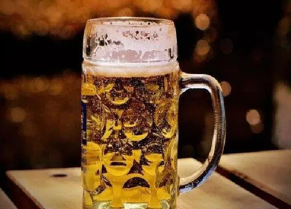 植物浇水|啤酒兑水可以浇花吗