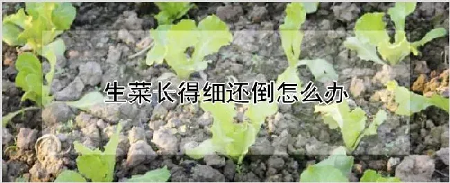 生菜长得细还倒怎么办 | 耕种资料