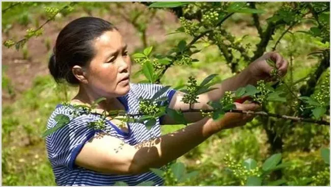 夏季花椒树怎样修剪比较好 | 农业技术