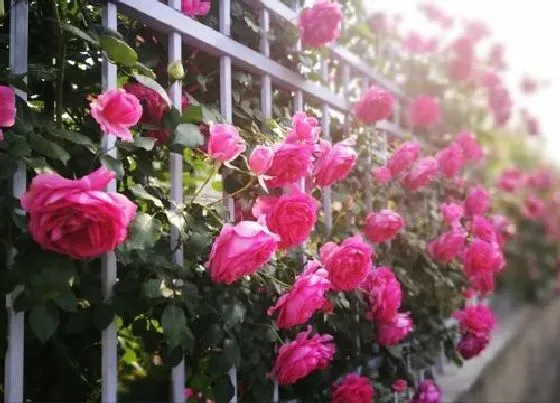 花之最|无病虫害勤花的月季品种 什么月季抗病强抗虫性好