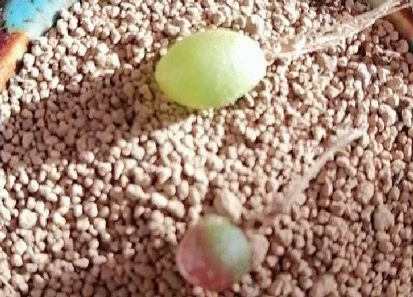 植物浇水|毛汉尼多久浇一次水