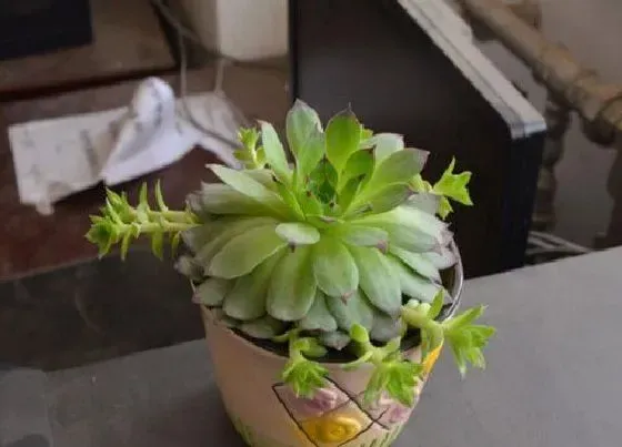 习性特点|观音莲开花是什么样子的 开花代表什么寓意