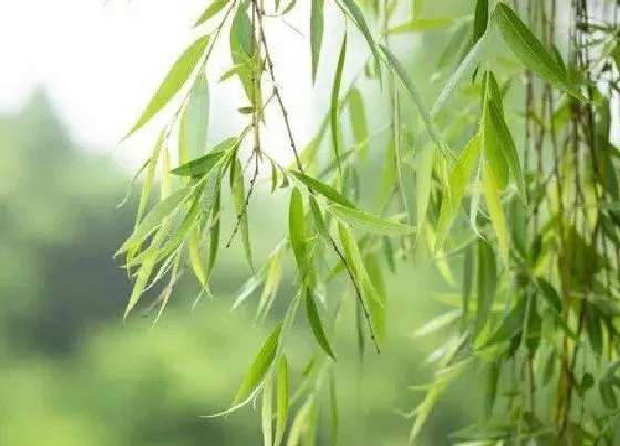 植物排行|二月的植物有哪些