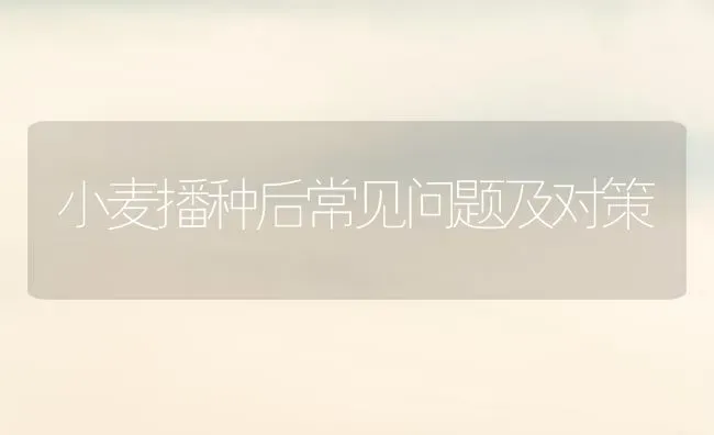 小麦播种后常见问题及对策 | 粮油作物种植