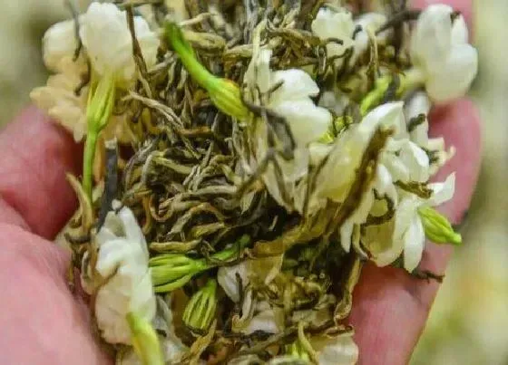 食用常识|茉莉花茶属于什么茶类 喝茉莉花茶叶有什么功效和作用