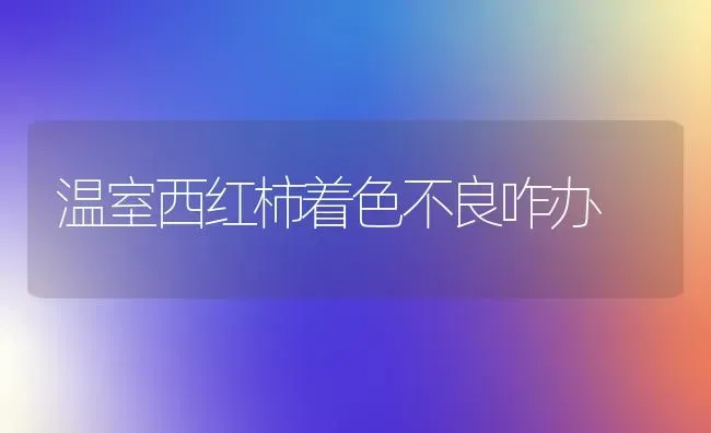 温室西红柿着色不良咋办 | 蔬菜种植