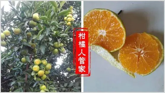2021日南一号柑橘苗价格多少钱一株 | 农业科普