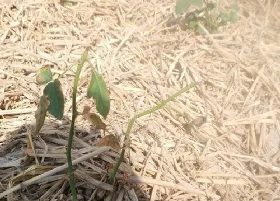 叶子干枯|月季花叶尖干枯怎么办