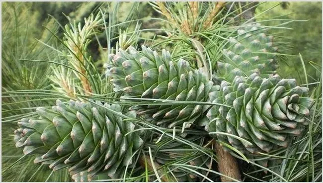松子树种植多久能结果子 | 耕种资料