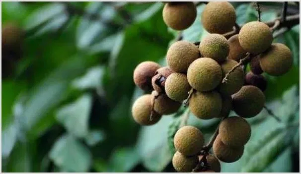 龙眼的种植技巧有哪些？注意这些方法龙眼产量翻番 | 农业科普