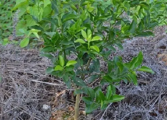 植物施肥|树苗用什么肥料最好