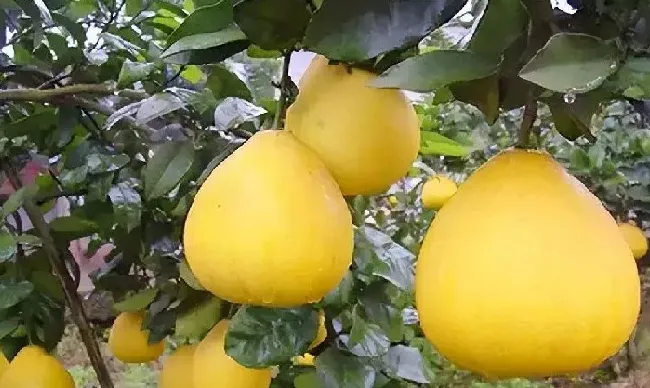 果实科普|柚子的品种有哪几种图文并茂（柚子好吃品种排行榜）