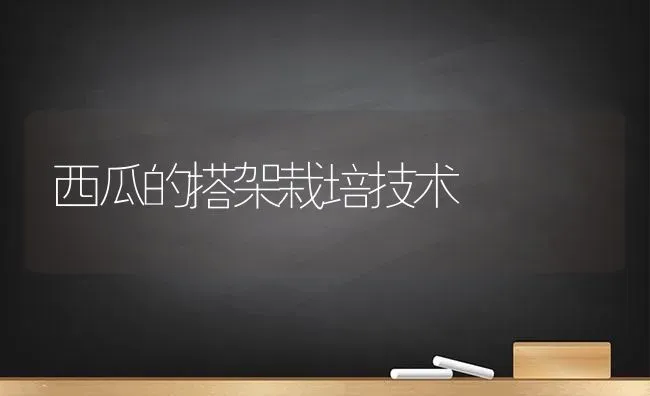 西瓜的搭架栽培技术 | 瓜果种植