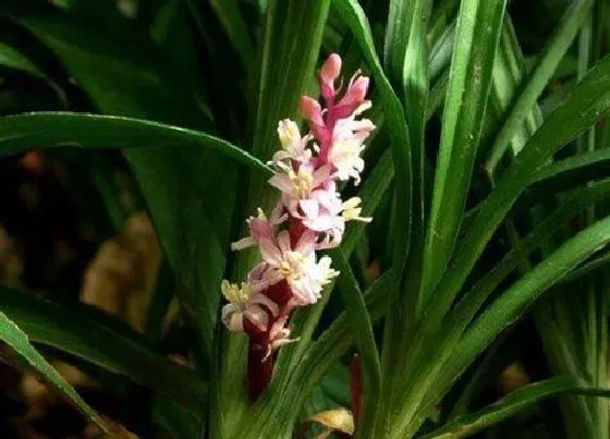 植物百科|吉祥草开花吗 开花什么样子
