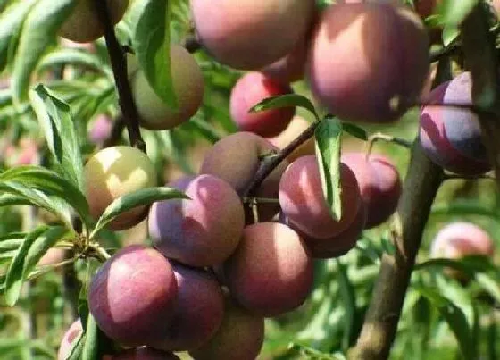 种植百科|西梅什么时候栽种合适