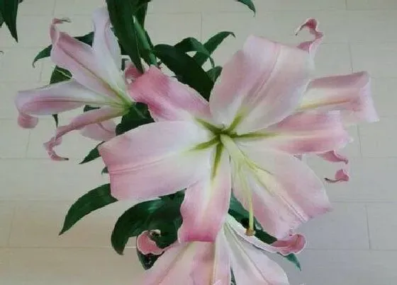 插花|百合插花瓶水养怎么养 买来的鲜花百合花瓶插养殖方法