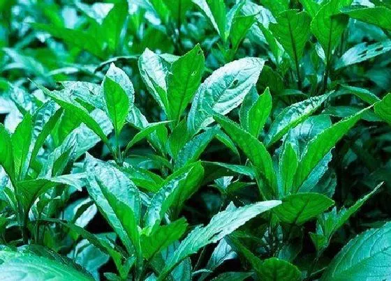 植物百科|蓝草是什么植物 属于什么科植物