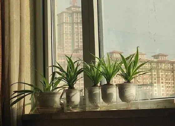 植物种类|水培盆栽有哪些 常见水培植物盆栽品种