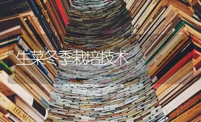 生菜冬季栽培技术 | 蔬菜种植