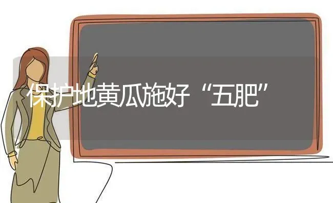 保护地黄瓜施好“五肥” | 蔬菜种植
