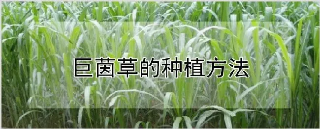 巨茵草的种植方法 | 自然知识