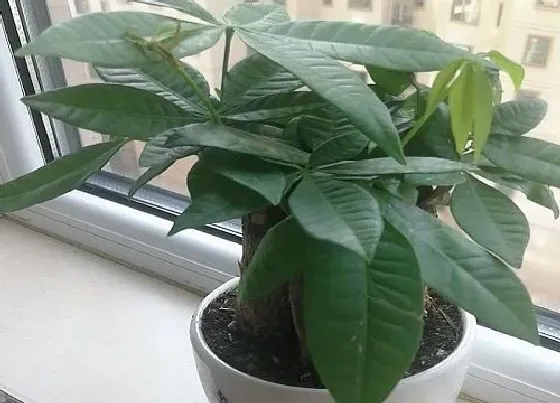 植物排行|办公室招财植物有哪些