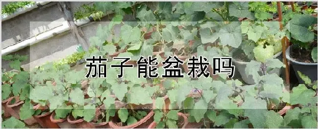 茄子能盆栽吗 | 种植资料