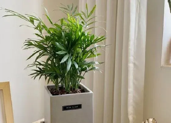 植物繁殖|袖珍椰子怎么繁殖方法和注意事项