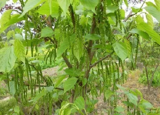 冬天植物|长果桑耐寒吗