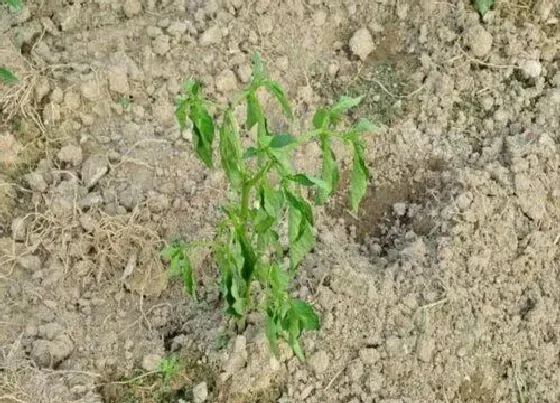 植物病害|辣椒青枯病用什么药