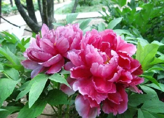 花语|什么花代表忠诚