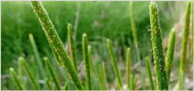节节麦防治最佳时间（温度），用什么除草剂最好 | 种植施肥