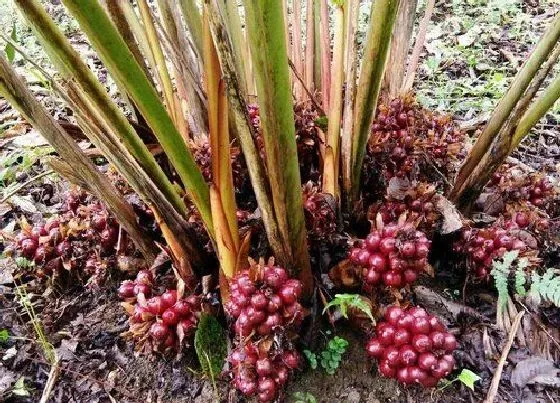 种植管理|草果几年结果实