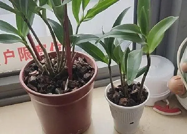 养殖科普|石斛能晒太阳吗