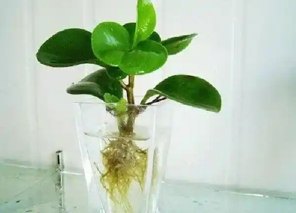 养殖方法|碧玉可以水培吗
